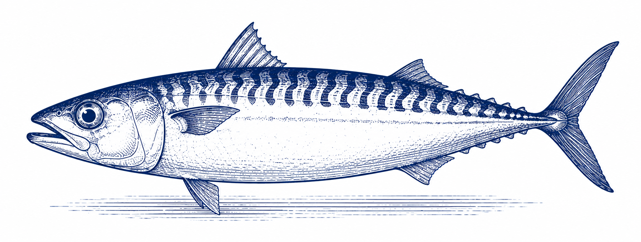 Mackerel